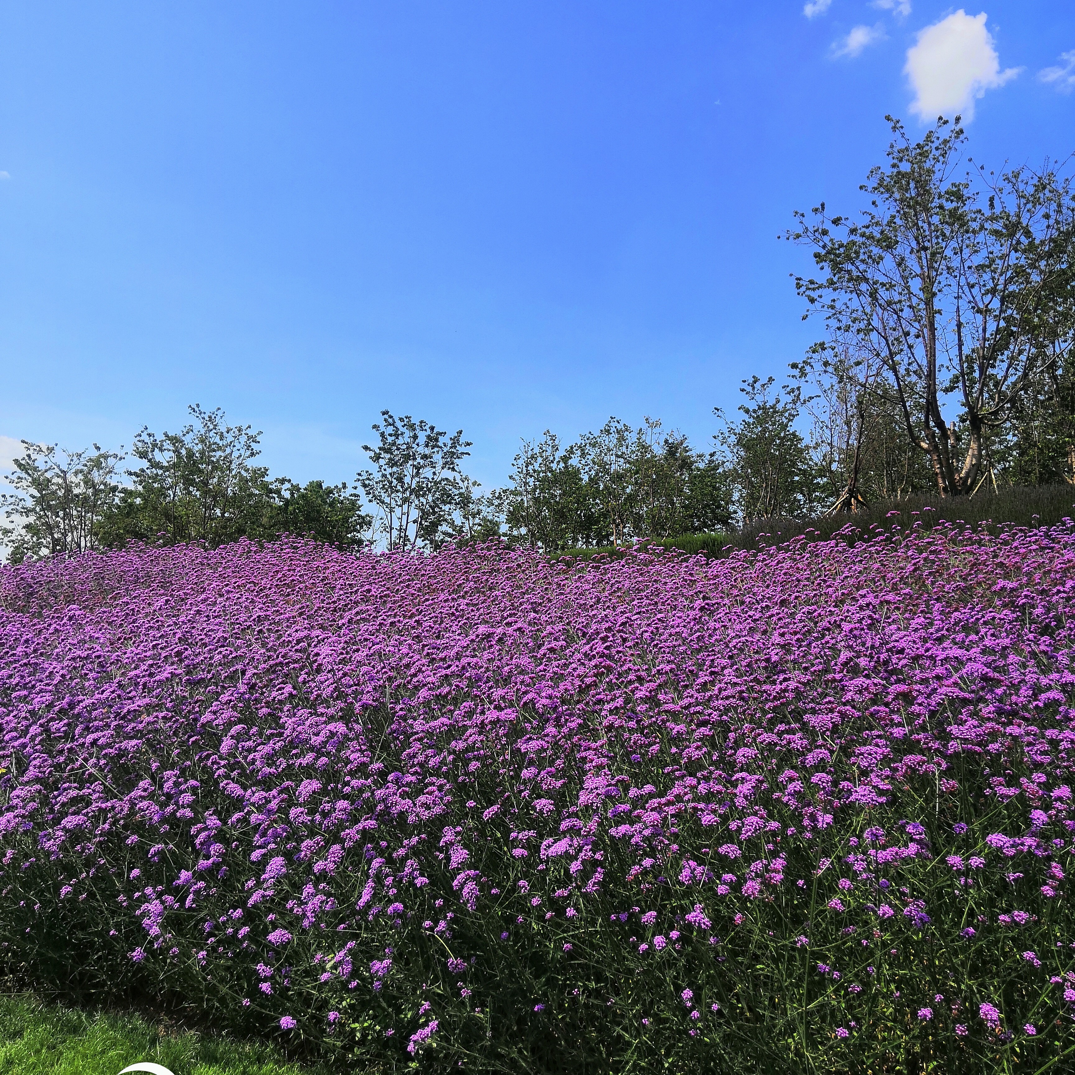 闲时花开