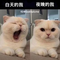 金神饕餮