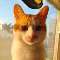 catty