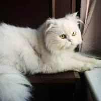 Kegor