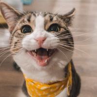 Toby托比
