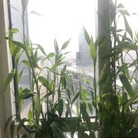 投机大师’