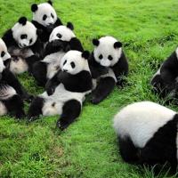 封号修罗