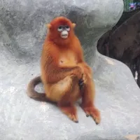 我就是韦德