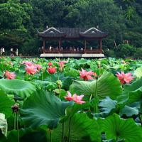 西湖里游泳