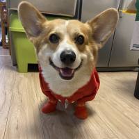 麻酱酱