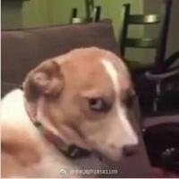 7727358