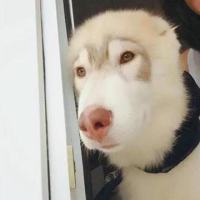 老虎漫步