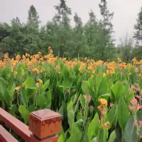 巧乐滋 金十交易英雄前十名