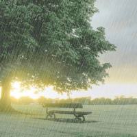 感恩圣雨