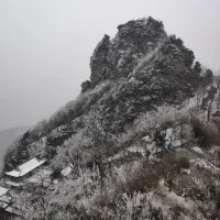 悬崖边的树