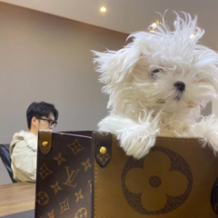 左右脑