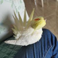 行者Pta