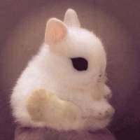 小土鸡