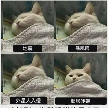 古的猫宁