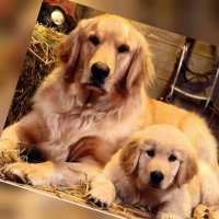 黄金猎犬_gold retriever