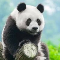 风之旅人