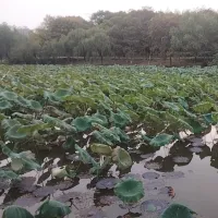 康定情哥