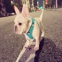 圣骑士