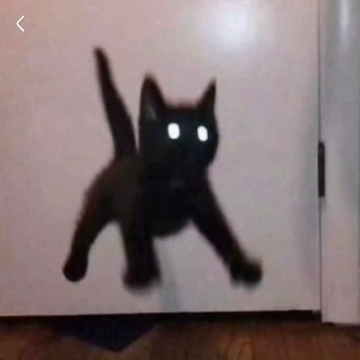 盘看橙子