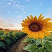 向日葵🌻