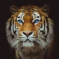 诡道谋略