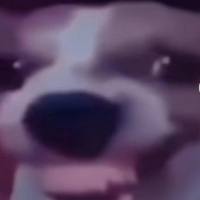 DOG帝引擎
