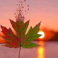 光晨曦曦