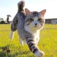 欢快的小猫咪