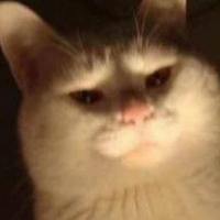 爱吃米的猫
