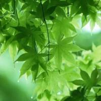 青枫瑶