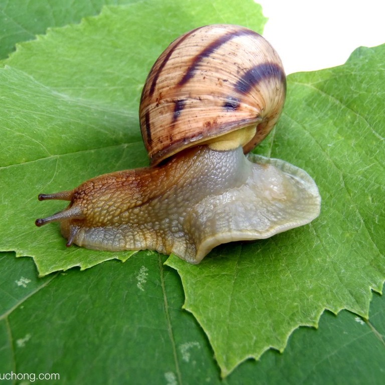 蜗牛吃大象