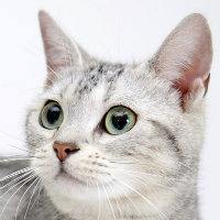 无伤大雅的猫