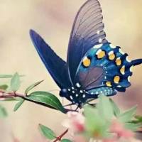 花蝴蝶