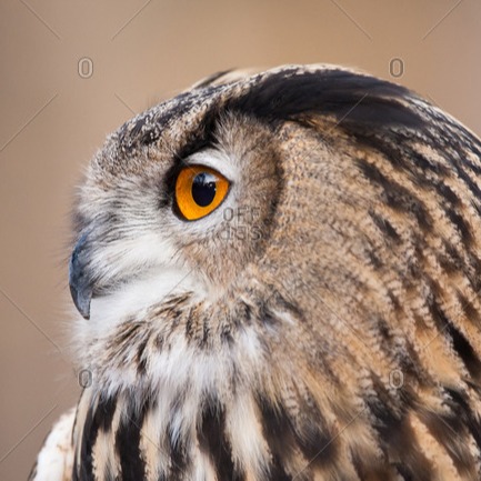 Eagle Owl