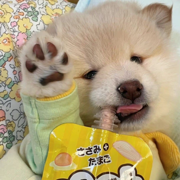 汽水熊呀