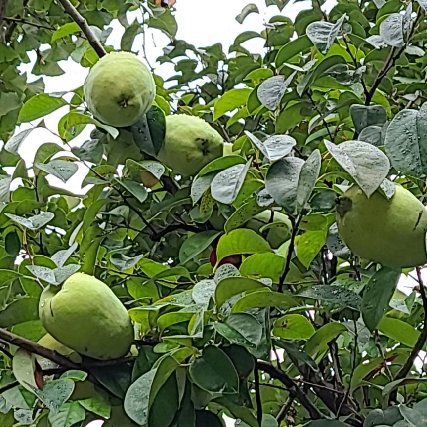 菜鸟种菜