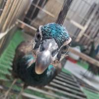 fade林总
