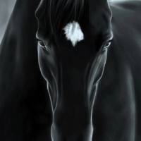 黑马至死不渝
