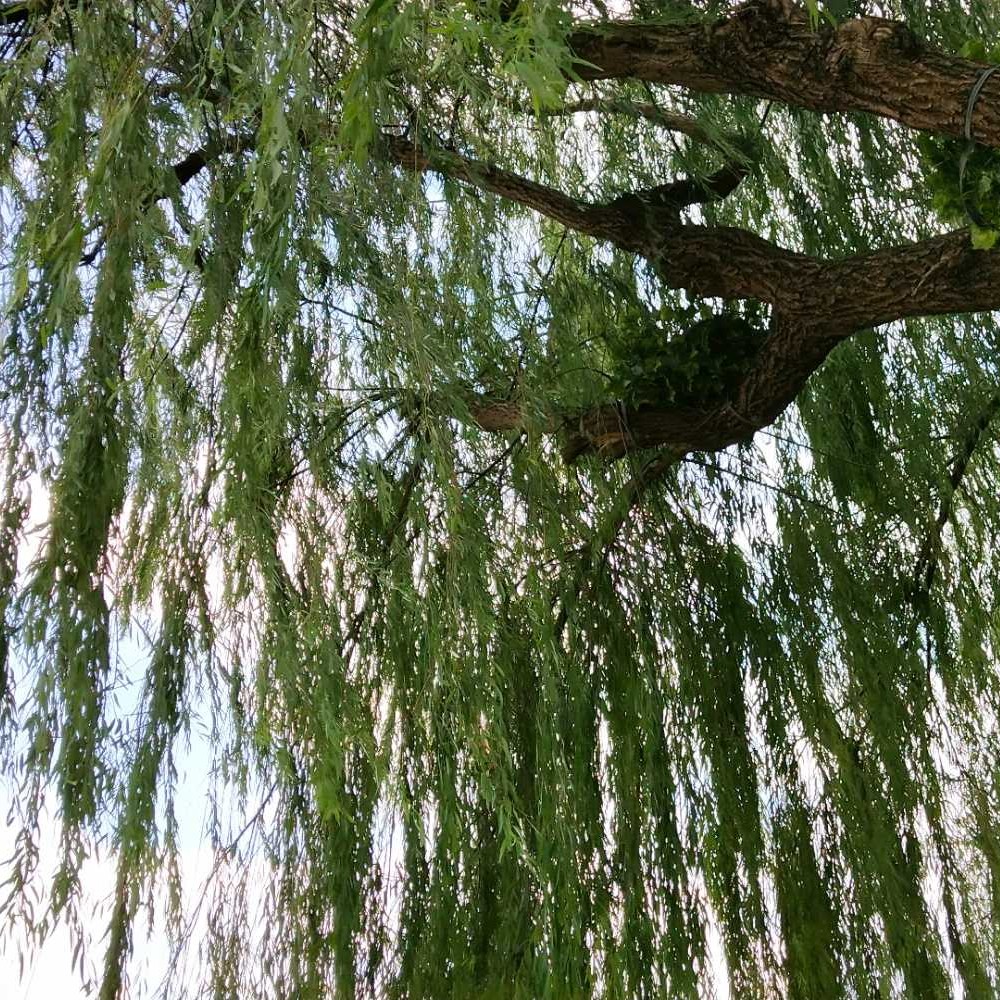 柳上月