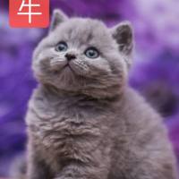 喵喵老公