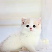 猫猫大队
