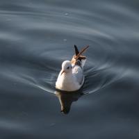 游泳的Bird