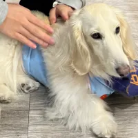 L鹿鹿L