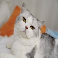 小胖猫zoe