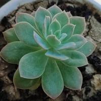 王十个亿