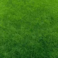野火烧不尽的小草