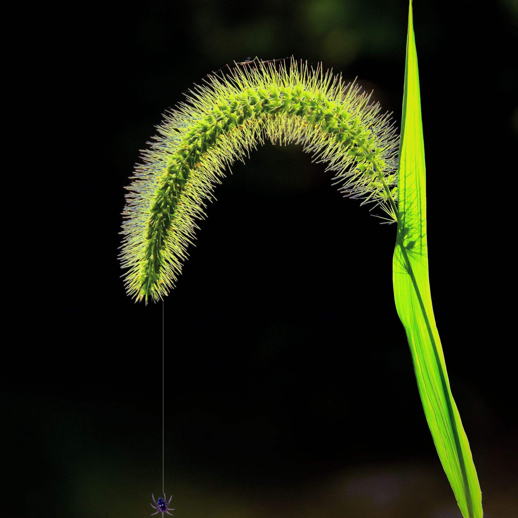 ak一颗小草