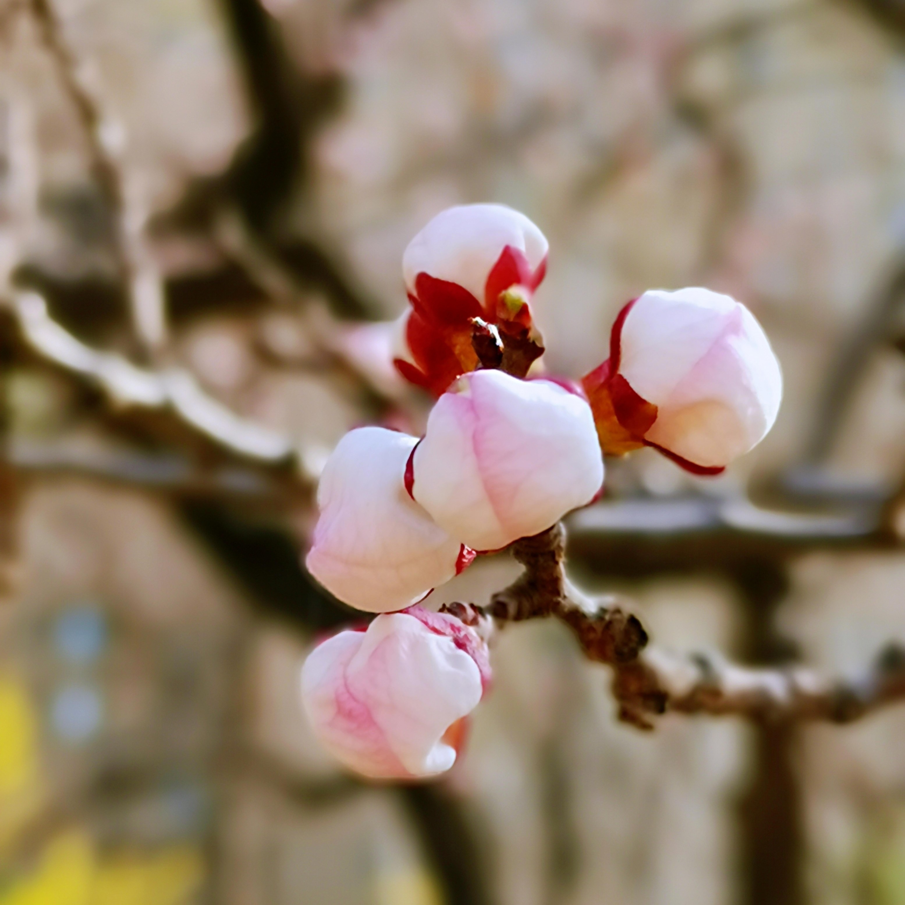 梅花三弄不出墙