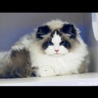 慵懒的猫